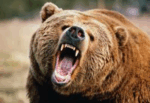 Bear attack