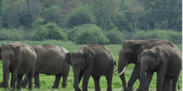 ಕಾಡಾನೆ ನಿಯಂತ್ರಣಕ್ಕೆ ಟಾಸ್ಪ್ ಫೋರ್ಸ್ ರಚಿಸಿದ ರಾಜ್ಯ ಸರಕಾರ