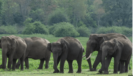 ಕಾಡಾನೆ ನಿಯಂತ್ರಣಕ್ಕೆ ಟಾಸ್ಪ್ ಫೋರ್ಸ್ ರಚಿಸಿದ ರಾಜ್ಯ ಸರಕಾರ