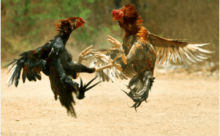 ಕೋಳಿ ಅಂಕದ ಜೂಜಾಟ: ಪುತ್ತೂರು ಪೊಲೀಸರಿಂದ ಮೂವರ ಬಂಧನ, ಕೋಳಿಗಳ ವಶ