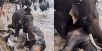 ದುಬಾರೆ ಸಾಕಾನೆ ಶಿಬಿರದಲ್ಲಿ ಭೀಕರ ದುರಂತ|ಆನೆಗಳ ಕಾದಾಟಕ್ಕೆ ಪ್ರವಾಸಿ ಮಹಿಳೆ ಸಿಲುಕಿ ಮೃತ್ಯು