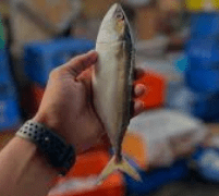 ಮುಂಗಾರು ಮಳೆ ಕೊರತೆ: ಕರಾವಳಿಯಲ್ಲಿ ಮೀನುಗಾರಿಕೆ ಸ್ತಬ್ಧ, ಬಂಗುಡೆ ಬೆಲೆ ₹400ಕ್ಕೆ ಏರಿಕೆ!