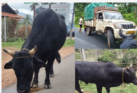 ಪಿಕಪ್ ವಾಹನ ಪಲ್ಟಿ- ಅಕ್ರಮ ಜಾನುವಾರು ಸಾಗಾಟ ಬಯಲು