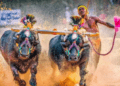 ದಸರಾ ಕಂಬಳಕ್ಕೆ ಸಂಸದ ಯದುವೀರ ವಿರೋಧ; ಮೊದಲು ದಸರಾ ಗೊಂದಲಗಳನ್ನು ಬಗೆಹರಿಸಿ ಎಂದು ಸರ್ಕಾರಕ್ಕೆ ಒತ್ತಾಯ