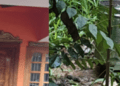 ಮಂಜೇಶ್ವರದ ವೀರ ಮಾರುತಿ ವ್ಯಾಯಾಮ ಶಾಲೆಯಲ್ಲಿ ಕಳ್ಳತನ: ತನಿಖೆ ಆರಂಭಿಸಿದ ಪೊಲೀಸರು
